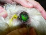 <p>obarvená fluoresceinem. V tomto případě došlo k poškození rohovky kvůli nedostatečné tvorbě slz.</p>
<p> </p>