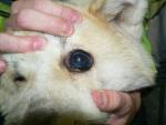 <p>Vzácné imunitně podmíněné onemocnění u akity inu, které se manifestuje na kůži a na očích. Nazývá se <strong>uveodermatologický syndrom </strong>nebo také Vogtův-Koyanagiho-Haradův syndrom.</p>
<p> </p>