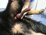 <p>u německého ovčáka. Jedná se o nemožnost ochabnutí erektovaného pyje po pohlavním vzrušení a neschopnost jeho zatažení zpět do předkožkového vaku (např. kvůli dlouhým chlupům v okolí předkožkového otvoru). Tento problém je nutné urychleně řešit, jinak dochází k nekrotickým změnám penisu, jako tomu bylo v tomto zanedbaném případě.</p>